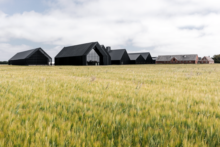 Stauning Distillery